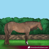 Horse Color:Brown Dun  and Liver Red Dun 