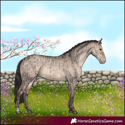 Horse Color:Brown Dun  and Sable Champagne Dun 