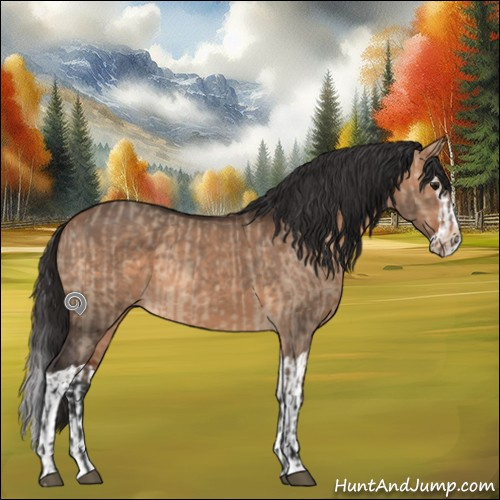 Horse Color:Bay Dun and Bay Dun Splash