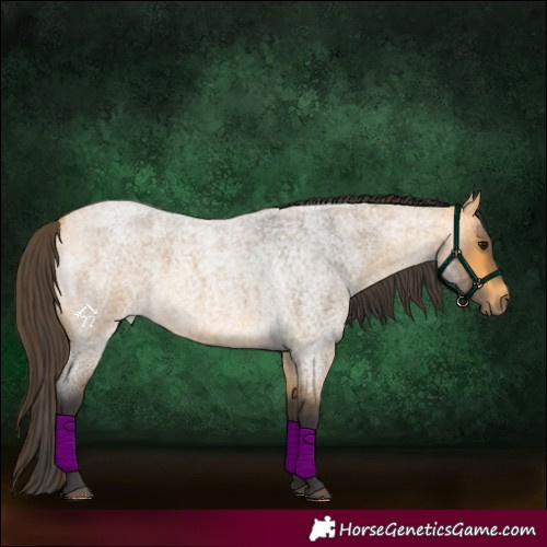 Horse Color:Buckskin Roan 