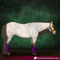 Horse Color:Buckskin Roan 