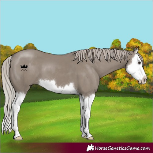 Horse Color:Silver Grullo Splash 
