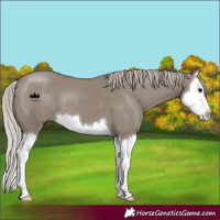 Horse Color:Silver Grullo Splash 