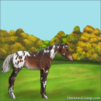Horse Color:White Spotted Silver Brown Sabino Appaloosa Rabicano