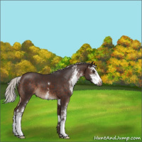 Horse Color:Silver Brown Sabino 