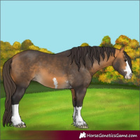 Horse Color:Buckskin 