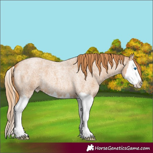 Horse Color:Red Roan Splash
