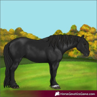 Horse Color:Gray Smoky Black 