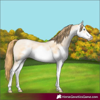 Horse Color:Buckskin Pearl Sabino Frame 