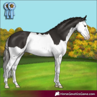 Horse Color:Liver Chestnut Splash 