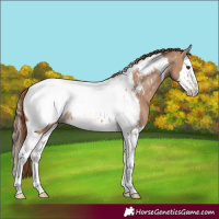 Horse Color:Red Dun Splash Tobiano Appaloosa 