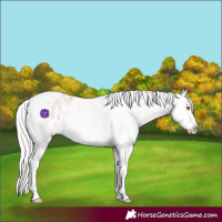 Horse Color:Silver Classic Champagne Roan Dun Splash Tobiano Frame Blanket Rabicano 