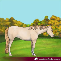 Horse Color:Smoky Black Pearl Sabino 