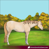 Horse Color:Smoky Black Pearl Sabino 
