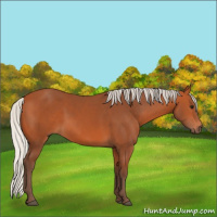 Horse Color:Silver Bay Sabino 