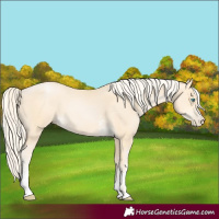 Horse Color:Palomino Pearl Sabino 