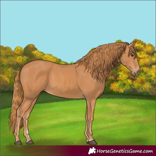 Horse Color:Chestnut 