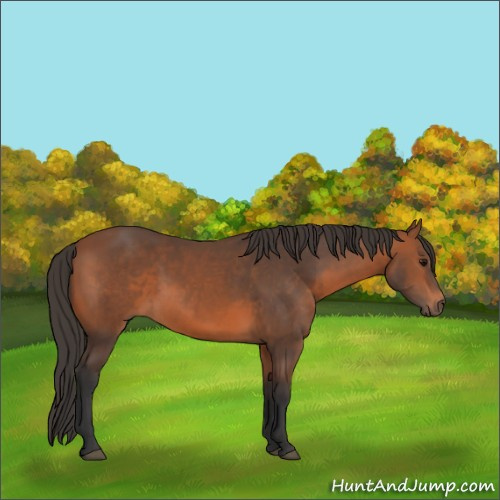 Horse Color:Bay Sabino 
