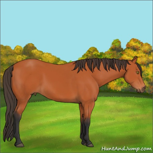 Horse Color:Bay 