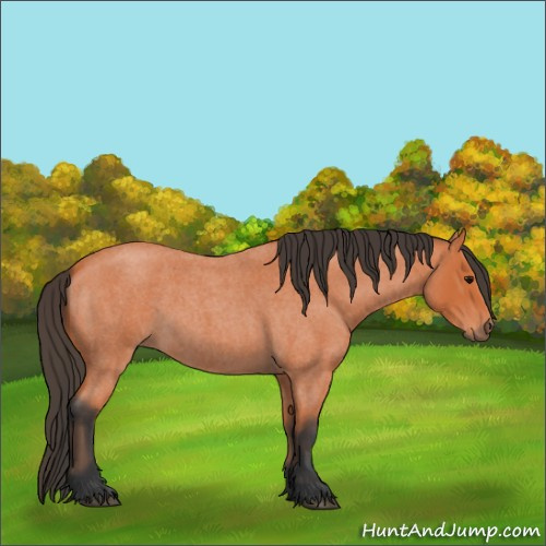 Horse Color:Bay Roan 