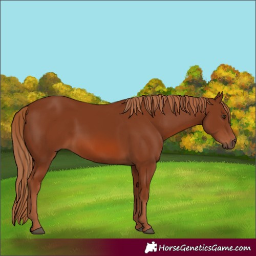 Horse Color:Chestnut 
