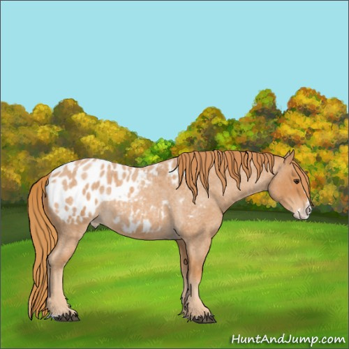 Horse Color:Red Roan Splash Appaloosa 