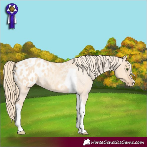 Horse Color:Gold Champagne Roan Dun Splash Tobiano Frame Appaloosa Rabicano 