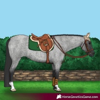 Horse Color:Blue Roan 