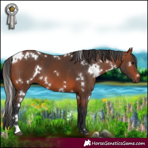 Horse Color:White Spotted Bay 