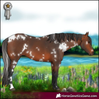 Horse Color:White Spotted Bay 
