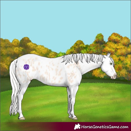 Horse Color:Silver Amber Champagne Roan Dun Splash Tobiano Frame Appaloosa Rabicano 