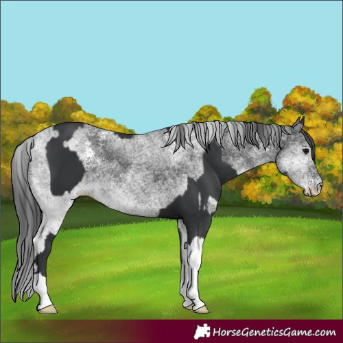 Horse Color:Black  and White Spotted Black 