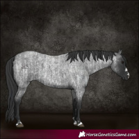 Horse Color:Blue Roan  and Blue Roan 