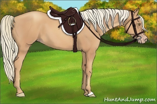 Horse Color:Gold Champagne
