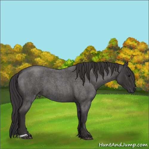 Horse Color:Smoky Blue Roan 