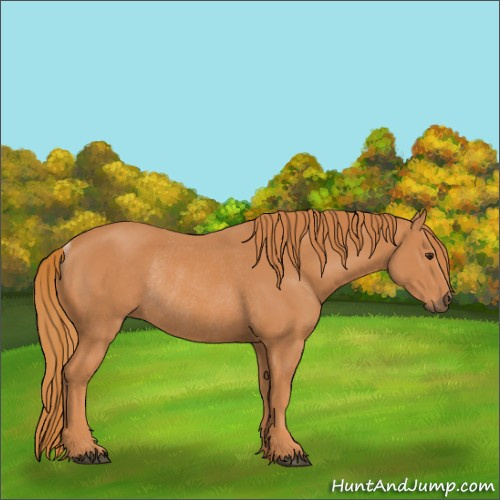 Horse Color:Chestnut Rabicano 
