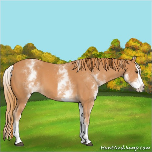 Horse Color:White Spotted Chestnut Splash 