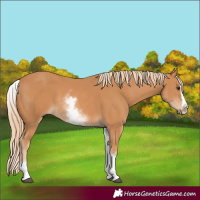 Horse Color:White Spotted Chestnut Splash 