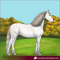 Horse Color:Smoky Black Pearl Sabino