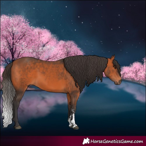 Horse Color:Bay Sabino 