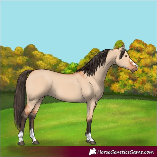 Horse Color:Bay Dun 