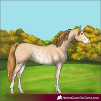 Horse Color:Red Dun Sabino