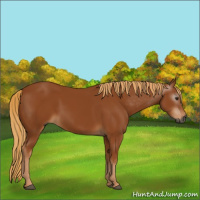 Horse Color:Gray Chestnut