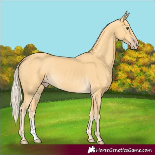 Horse Color:Gold Cream Champagne Sabino 