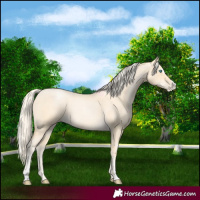 Horse Color:Palomino Roan Pearl Sabino