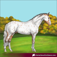 Horse Color:Silver Bay Appaloosa 