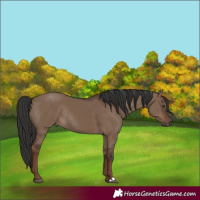 Horse Color:Liver Red Dun Rabicano 