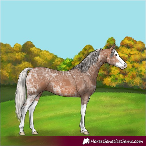 Horse Color:Silver Bay Ice Splash 