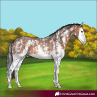 Horse Color:Bay Sabino Splash 