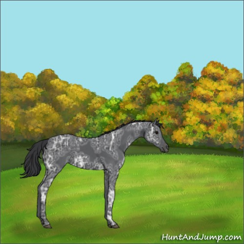 Horse Color:Black Ice 